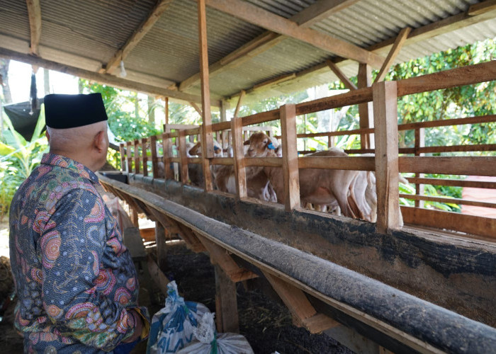 Peternak Domba Kabupaten Malang Sambut Baik Kebijakan Penghentian Sementara Impor Daging Domba