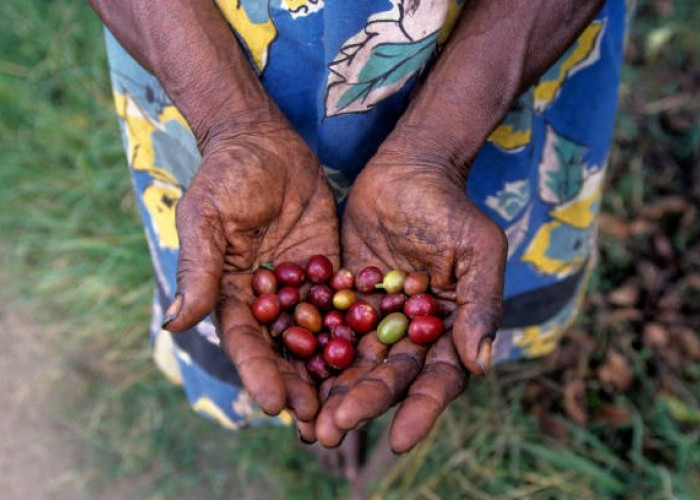 Kopi Arfak: Kopi Pegunungan Sunyi dari Jantung Papua Barat