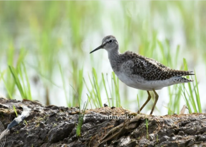 Desa Bungur Jadi 'Hotel Bintang Lima' Bagi Burung Migran Asal China dan Rusia