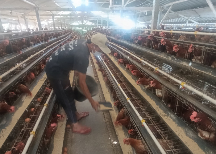 Peternak Kota Batu 'Kehantam' Dolar: Harga Pakan Konsentrat Naik 4 Kali, Harga Telur Turun, Alhasil Rugi 