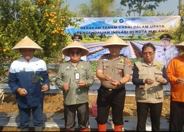 Produksi Cabai Kota Malang Hanya 71,25 Ton per Masa Tanam, Bergantung Pasokan Luar Daerah