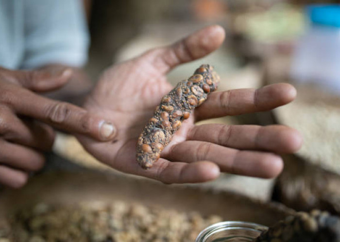 Kopi Luwak, dari Tradisi Jawa ke Kopi Termahal Dunia