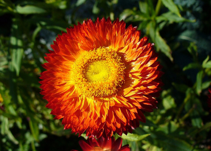 Kurulu, Si Bunga Abadi dari Pegunungan Papua, Warna Bertahan Tahunan dalam Kondisi Kering