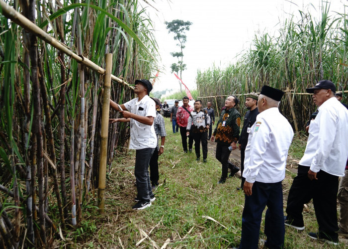 Tebu Raksana Manis Akan Dikembangkan di Malang, Bupati Sanusi Pimpin Tim Belajar di Banyuwangi