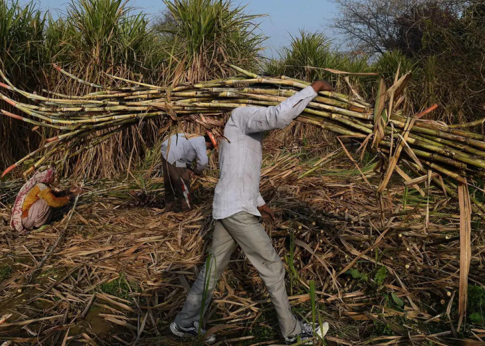 Kemarau Ancam Panen Tebu di Malang, Produksi Diprediksi Turun hingga 35 Persen