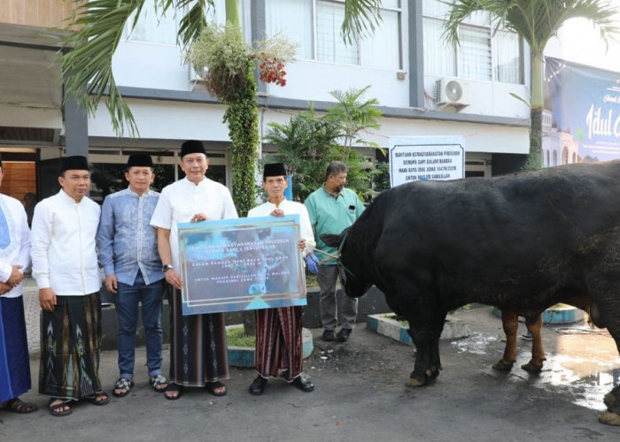 Sapi Kurban Presiden untuk Kota Malang Berbobot 1 Ton Lebih, Diserahkan ke Masjid Sabilillah