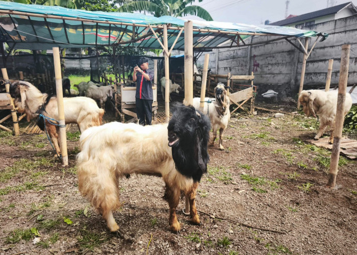 Distan KP Kota Batu Waspadai Cacing Hati pada Hewan Kurban   ‎