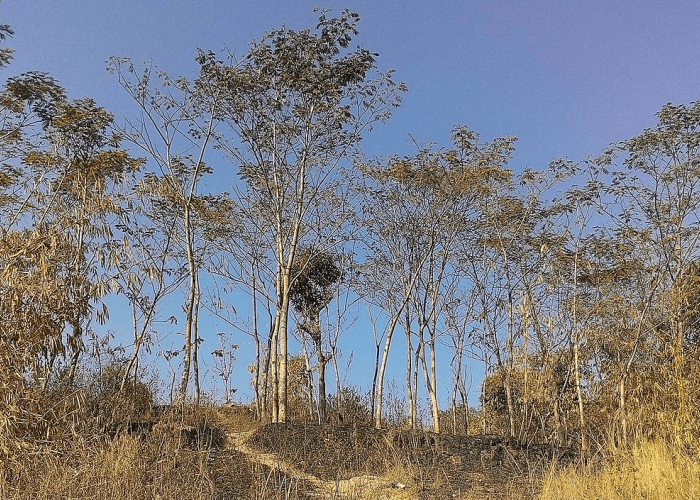 17 Wilayah di Indonesia ini Alami Puncak Kemarau Sepanjang Juli-September 2026