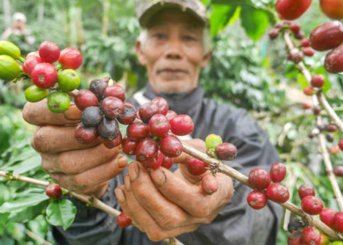 Kopi Gayo: Aroma Pegunungan Aceh dan Kisah di Balik Salah Satu Kopi Terbaik Dunia
