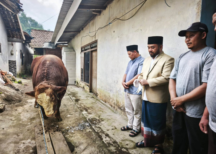 ‎Warga Dusun Brau Kota Batu Antusias Terima Sapi Kurban 1,2 Ton Bantuan Presiden Prabowo 