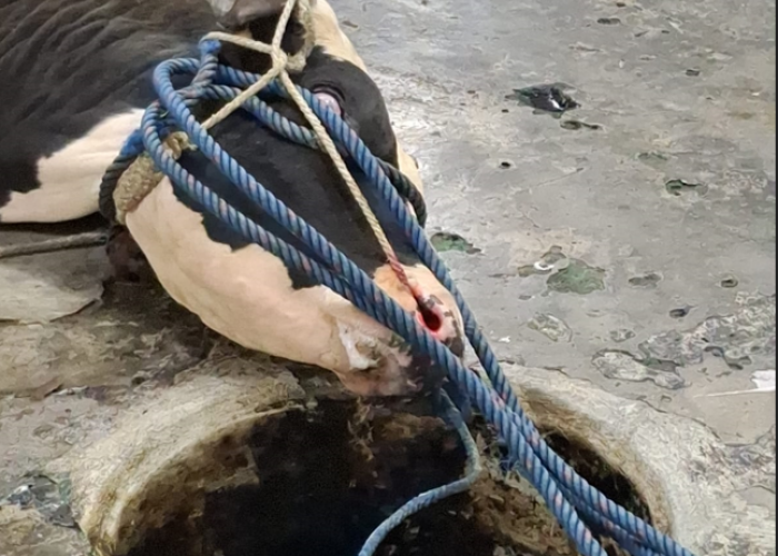 Musim Hujan Tak Menentu, Peternak di Malang Perlu Waspada Risiko PMK