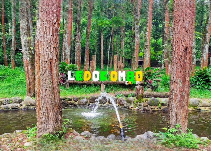 Ledok Ombo Poncokusumo, Surga Healing di Tengah Hutan Pinus yang Jadi Favorit Wisatawan Malang