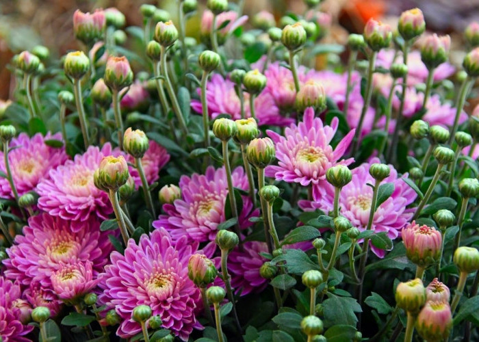 13 April Hari Apresiasi Tanaman Internasional, Ini 9 Tanaman yang Memiliki Manfaat Luar Biasa di Dalam Rumah 