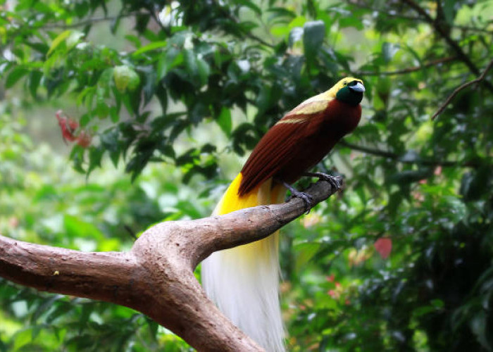 5 Januari Hari Burung:  Sekitar Malang Raya Habitat Burung Terancam Punah, termasuk 'Burung Garuda Pancasila'