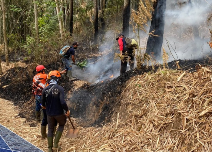 Hutan Pinus di Sumberejo Kota Batu Terbakar, 0,5 Hektare Hangus