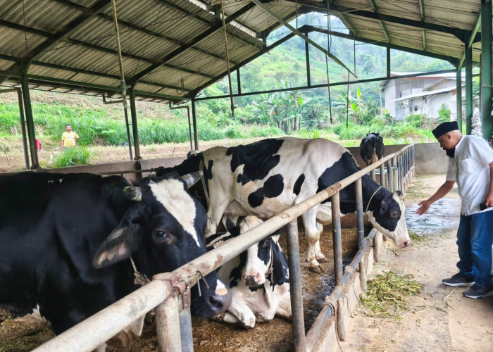 ‎Kenaikan Harga Susu Dongkrak Ekonomi Peternak di Dusun Brau, Kota Batu
