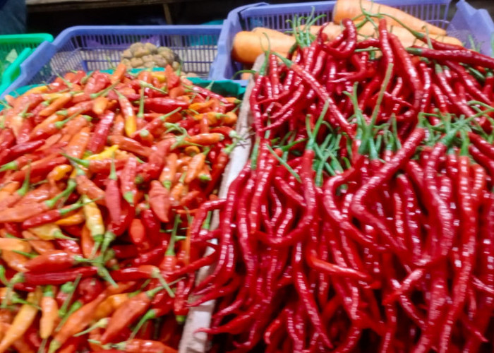 Desember Pedas: Rutinitas Musiman dan Alarm Tata Kelola Rantai Pasok Cabai