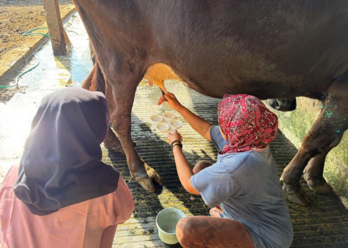 FKH UB Edukasi Peternak Sapi Perah di Batu, Fokus Cegah Mastitis dan Kendalikan Lalat Kandang