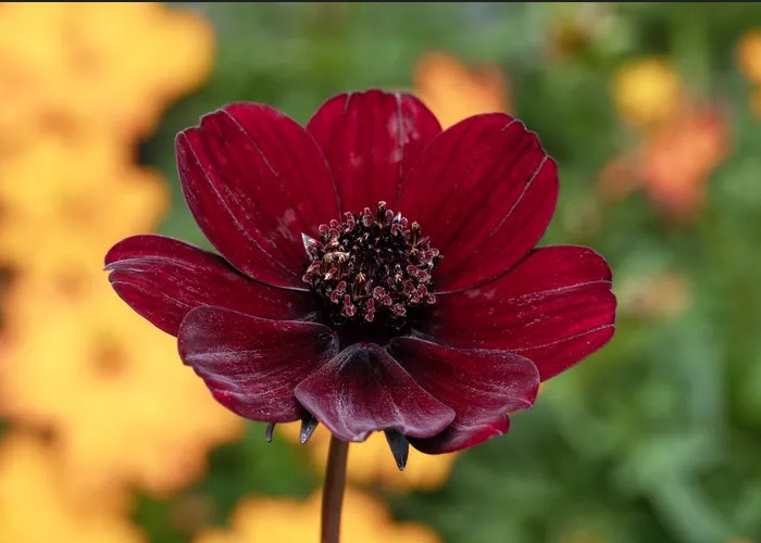 Chocolate Cosmos, Bunga Langka Beraroma Coklat dari Meksiko 