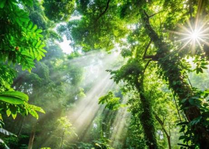 Hari Konservasi Alam 10 Agustus, 568 Kawasan Konservasi Indonesia Hadapi Ancaman Kerusakan