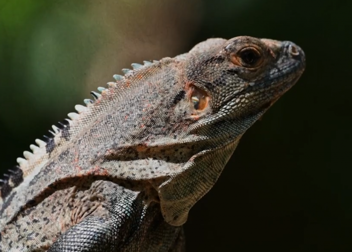 Hari Kadal Sedunia, Indonesia Punya Komodo hingga Kadal Unik yang Tak Ditemukan di Negara Lain