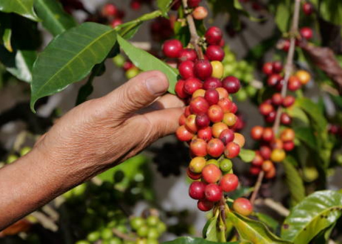 9 Fakta Unik Kopi Flores Bajawa: Kopi Gunung Beraroma Tanah Vulkanik