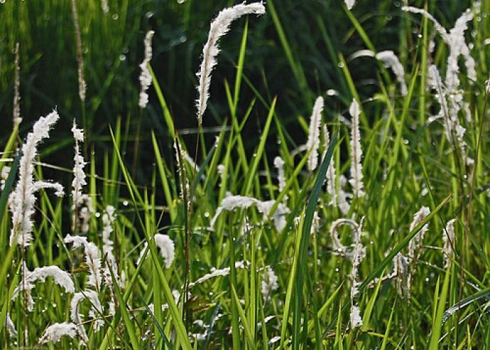 9 Tanaman Herbal Terabaikan: Daun Pegagan hingga Lidah Mertua, Rahasia Kesehatan dari Halaman Rumah