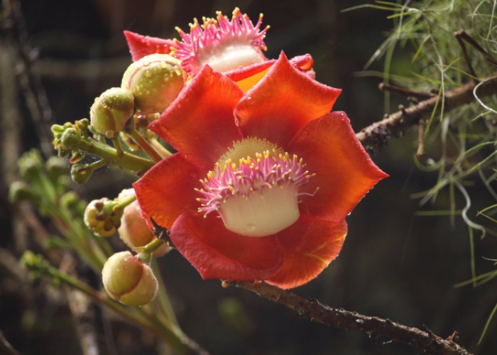 Pohon Buah Meriam, Bunga Tropis Unik yang Sarat Makna dan Manfaat