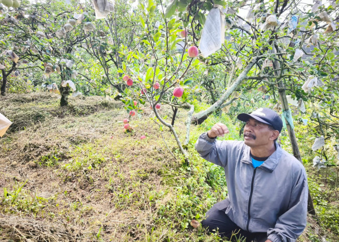 5 Rekomendasi Wisata Petik Apel di Batu, Bisa Makan Sepuasnya Langsung dari Pohon