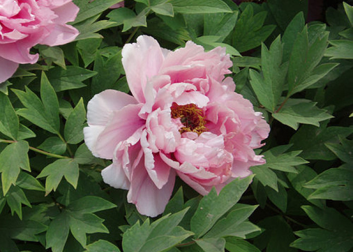 Peony, Bunga Klasik Penuh Makna yang Menjadi Simbol Kemakmuran dan Kehormatan