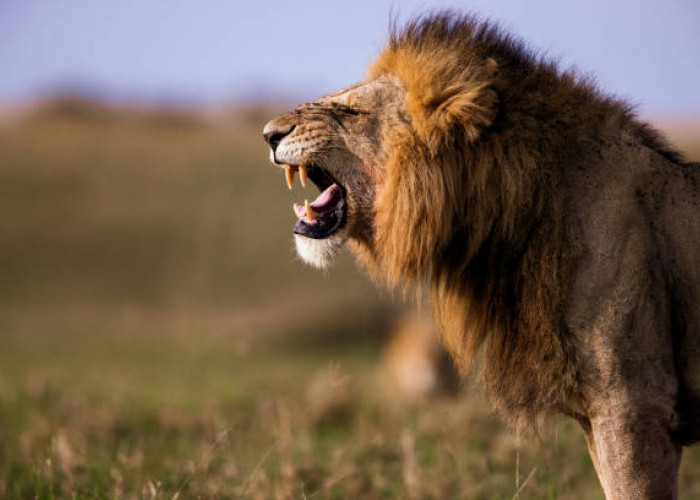 10 Agustus Juga Hari Singa, Satu Upaya Penyelamatan Sang Raja Simbol Arema
