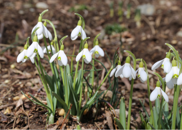 Galanthus, Bunga Snowdrop yang Mekar saat Alam Masih Berselimut Salju