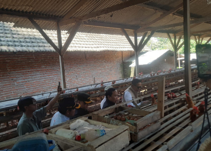 Wali Kota Malang Tinjau Peternakan Ayam di Wonokoyo, Pantau Stabilitas Harga Telur