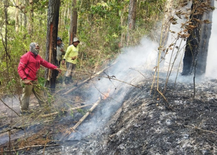 Karhutla Kota Batu Kembali Terjadi, 1 Hektare Hutan Pinus Terbakar