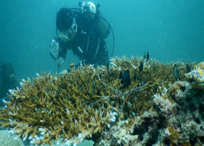 Pemantauan Pemutihan Karang Wujud Komitmen FPIK UB Dukung Pelestarian Sumber Daya Kelautan
