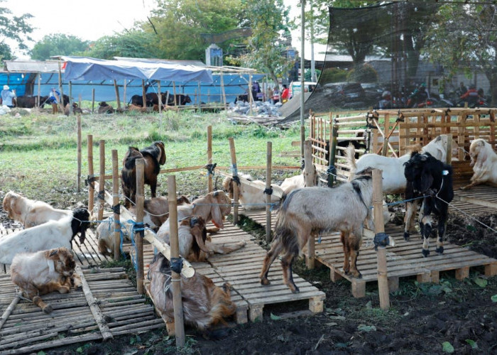 Penjualan Kambing Kurban di Kota Malang Turun 30 Persen, Pedagang Sebut Daya Beli Masyarakat Melemah
