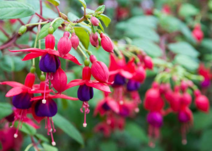 Bunga Fuchsia atau Anting Ratu, Keindahan Eksotis dengan Sejarah Panjang dan Makna Mendalam
