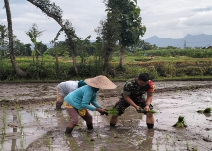 Kodim 0818/Malang-Batu Dampingi Petani guna Meningkatkan Hasil Pertanian dan Ketahanan Pangan Kabupaten Malang