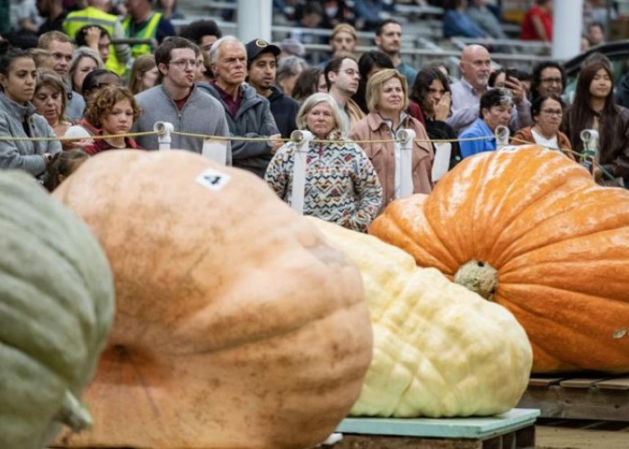 26 Oktober Diperingati Hari Labu, Ini Sejarah dan 9 Fakta Uniknya