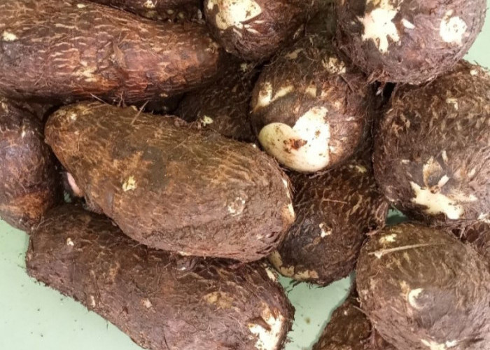 Kimpul Bisa Jadi Pengganti Nasi? Ini Manfaat, Kandungan Gizi, dan Cara Aman Mengolahnya