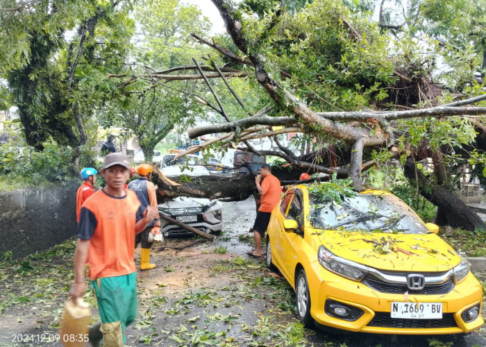 Berturutan Pohon Tumbang, DLH Kota Malang Giatkan Pemantauan Pohon Lapuk