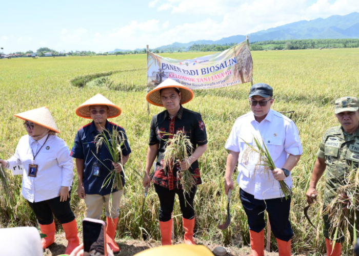 Kolaborasi Pemda Jepara-BRIN-PGN Hasilkan 176 Ton Gabah, Panen Padi Biosalin Jepara Lampaui Target