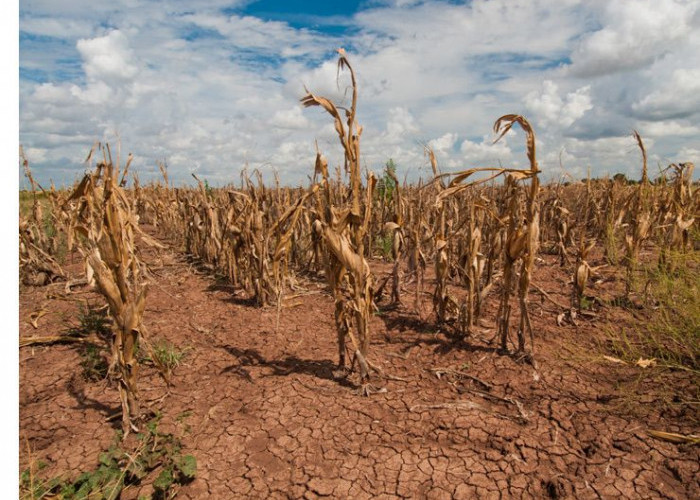 BMKG Ingatkan Wilayah Musim Kemarau Meluas, RI Memulai Periode Kering Serentak April, Mei, Juni 2026