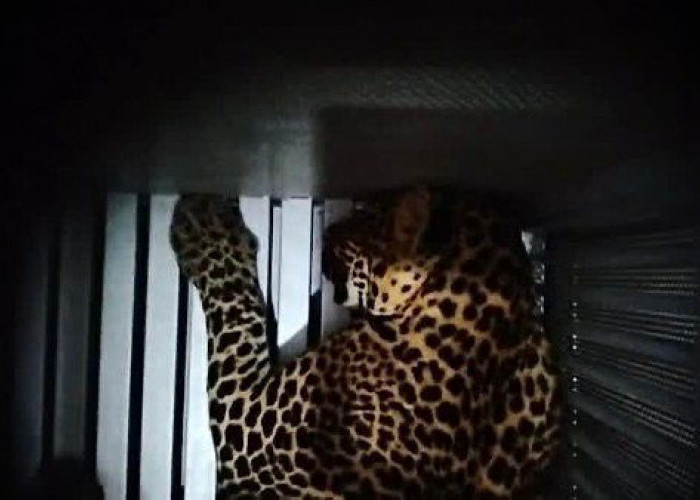 Macan Tutul Masuk Hotel di Bandung, FK3I Duga Ada Peliharaan Ilegal