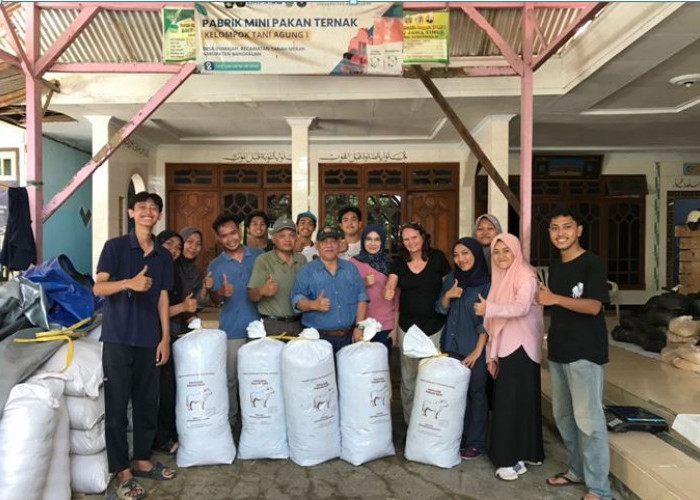 Limbah Pertanian Jadi Pakan, Tim UB Perkuat Ketahanan Pakan Sapi Madura di Bangkalan