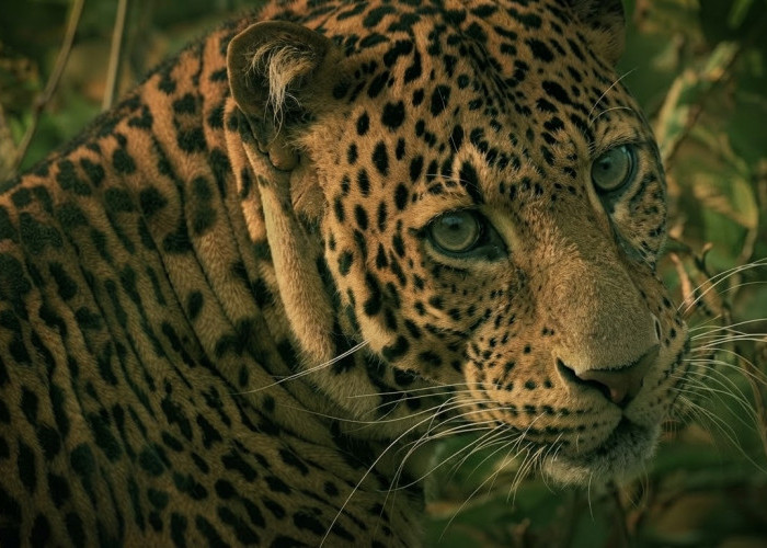 Macan Tutul Jawa Makin Terdesak, Habitat Terpecah dan Konflik dengan Manusia Mengintai