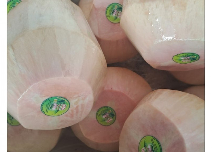 Hari Kelapa Sedunia, Degan Ijo Tak Cuma Segar, Ada Potensi Antiracun