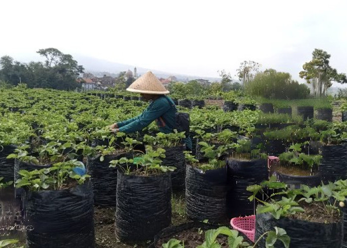 Lumbung Stroberi Batu: Petik Buah Rp25 Ribu, Bisa Makan Sepuasnya di Kebun
