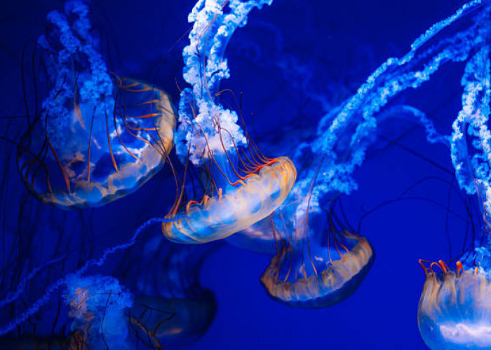 Hari Ubur-Ubur Dunia 3 November: Mengapresiasi Makhluk Laut yang Menakjubkan