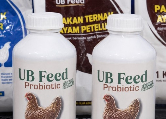FAST UB Luncurkan UB Feed Probiotik, Alternatif Pengganti AGP untuk Peternakan